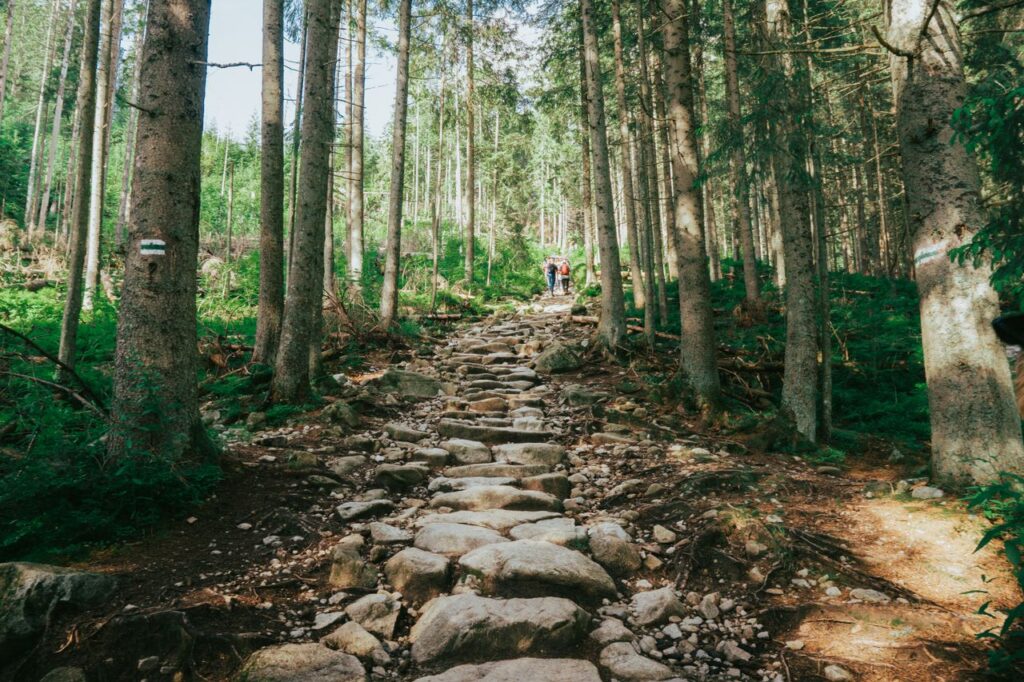 Discover a rocky forest hiking trail in the scenic Tatras of Poland. Ideal for nature enthusiasts.