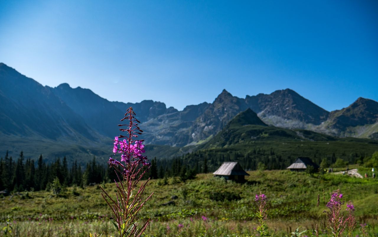 Rusinowa Polana z widokiem na Tatry